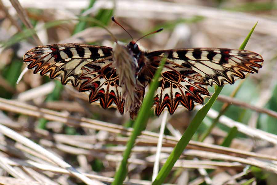 Zerynthia polyxena, Uovo e pianta nutrice